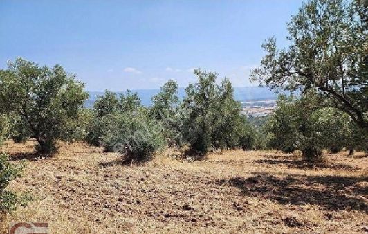 Burhaniye Şahinler Mahallesinde Kadastro Yollu Tarla