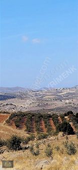 Hanedan Gyo'dan Kuşçuda Satılık Yetişkin Zeytinlik