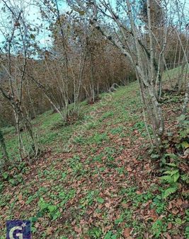 Öner Güneri Den Kdz Ereğli De Satılık 1.730 M2 Findik Tarlası