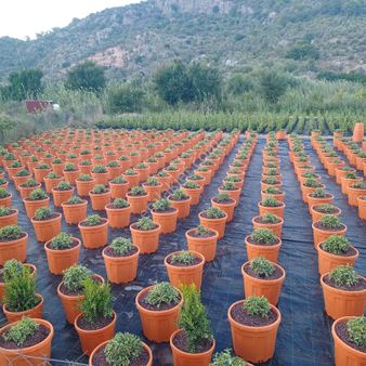 Muğla Ortaca Mergenli Köyü Satılık Tarla