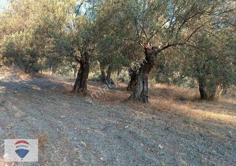 Bayındır Çenikler'de Müstakil Tapulu Satılık Zeytinlik