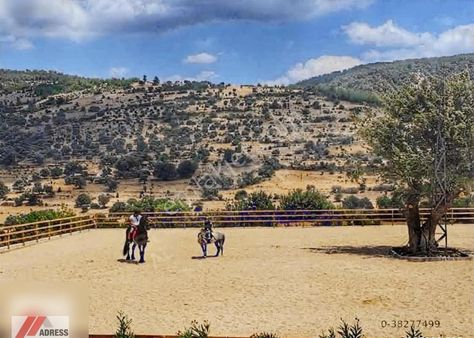 Milas Kayaderesi Hanımın Çiftliğinin Karşında Satılık Zeytinlik