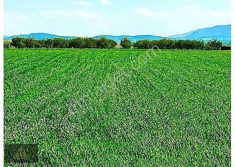 Tezcan'dan Başhüyük Merkez'de Yetişmiş Bademlik Ve Arazisi