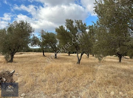 Gökçebayır Köyü Satılık Zeytinlik - Geyikli Ezine Anayolu Üzeri