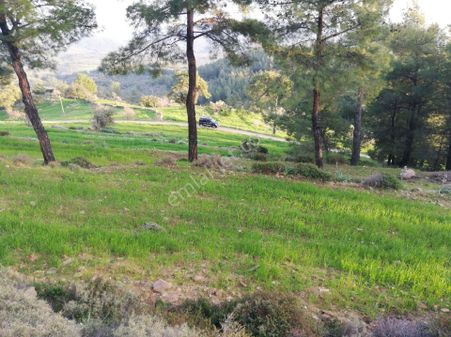 Milas Alaçam Köyünde Satılık Tarla