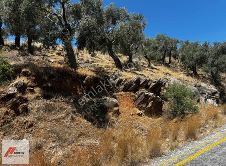 Milas Kandak Mah. Acilll Satılık Zeytinlik