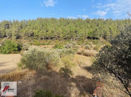 Milas Kuzyaka Mah. Yola Sıfır Satılık Tarla