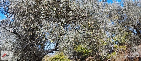 Milas Karacahisar Mah. Köy İçinde Satılık Zeytinlik