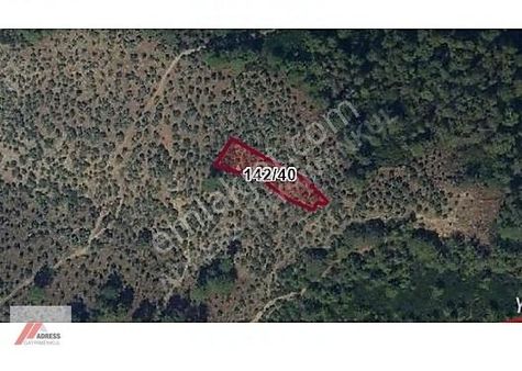 Milas Göldere Mah. Satılık Zeytinlik