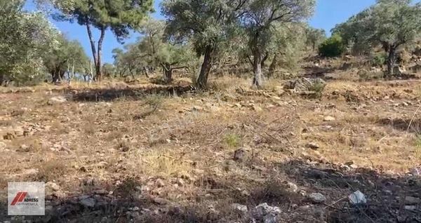 Milas Kırcağız Mah. Satılık 1.218 M2 Zeytinlik