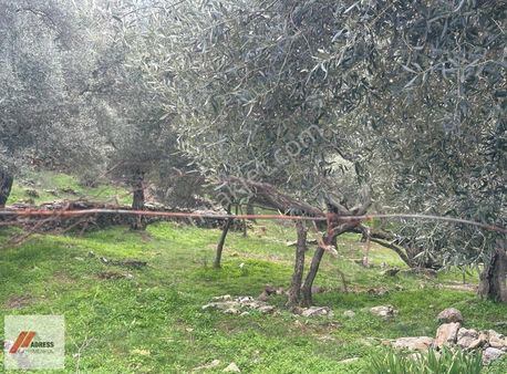Milas Göldere Mah. Satılık Zeytinlik