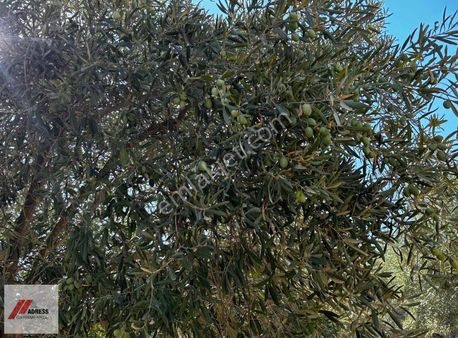 Milas Göldere Mah. Satılık Zeytinlik