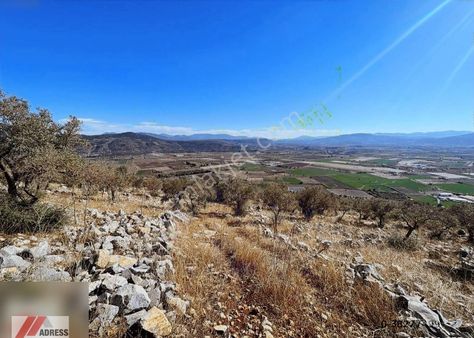 Milas Yaşyer Mah. 21000 M2 Satılık Zeytinlik