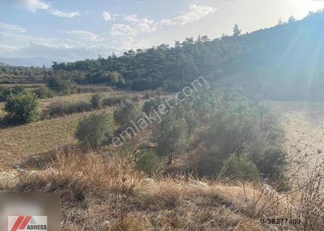 Milas Kuzyaka Mah. Yola Sıfır Satılık Tarla