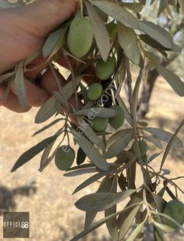 Kınık Merkezde İki Kat 60/30 İmarlı Satılık Villa Arsaları