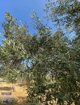 Acar Emlaktan 400m2 Satılık Hisseli Hobi Bahçesi