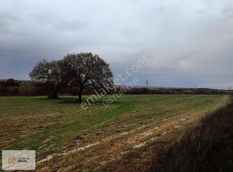 Kırklareli Babaeskide 8.350 M2 Tek Tapu Tarla Üstünyer Emlak'tan