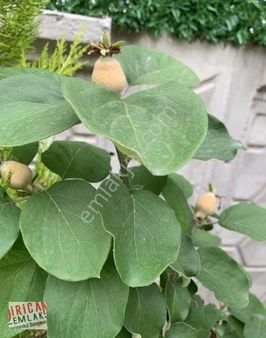 Meram Tokalı Cad Yakını Müstakil 500m2