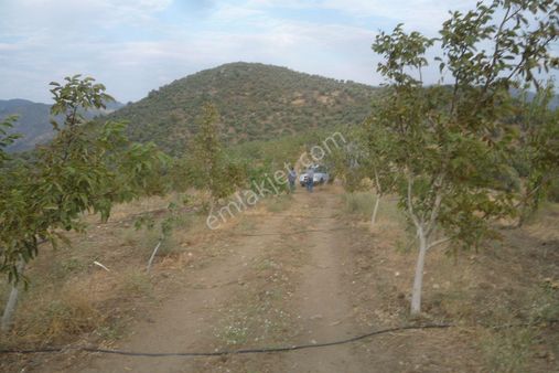İzmir Torbalı Gold Emlaktan Satılık Harika Meyve Bahçesi