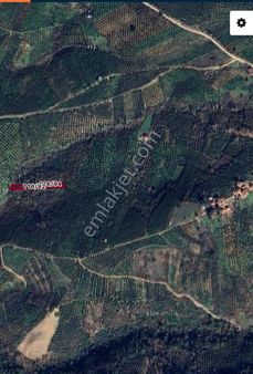 Saim Gencay Gayrimenkulden Gemlik Adliye Mevkii Satılık Zeytinlik