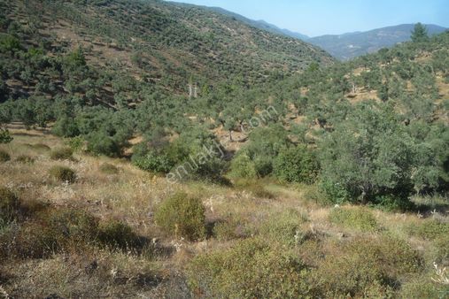 İzmir Torbalı Gold Emlaktan Satılık Bakımlı Zeytinlik
