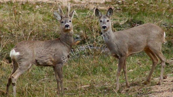 İzmir Bayındır Sarıyurt Köyünde Yatırıma Uygun Zeytin Tarlası