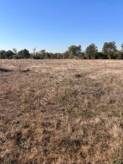 Yatırımlık 4630m2 Zeytinli Tarla