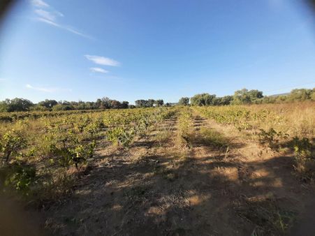 Kuşadası Çınar Köyü Satılık 3 Dönüm Tek Tapu Üzüm Bağı