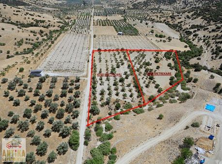 Antika Gayrimenkulden Kaymakçı Işıklarda Satılık İncir Bahçeleri