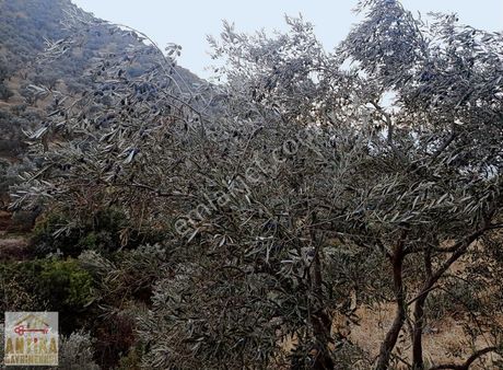 Antika Gayrimenkulden Konaklı Mahallesine Yakın 920 M² Zeytinlik