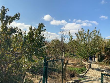 Tekirdağ Süleymanpaşa İlçesi Naip Mahallesinde 3.650 Metrekare Satılık Meyvalık Tarla