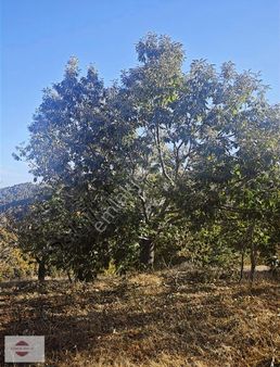 Manisa Alaşehir Bahadır Mh Satılık Meyvelik