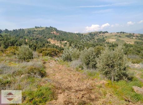 Evrenlide Satılık Cevizlik