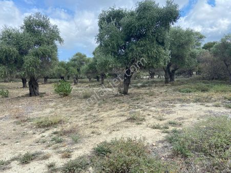 Çanakkale Gökçeada Tepeköy Mevkiinde Zeytinlik