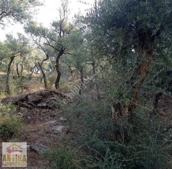 Antika Gayrimenkulden Ödemiş Bülbüllerde Satılık Zeytinlik