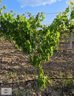 Sarıgölde Satılık Bağ