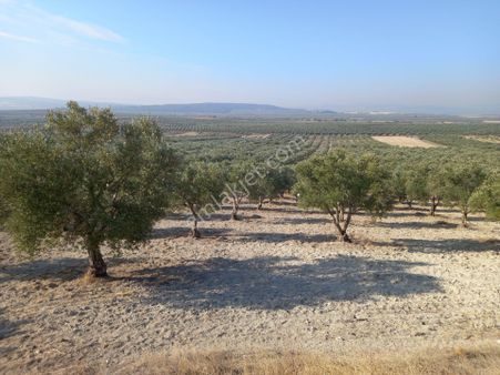 Akhisar Kayalıoğlunda Satılık 7.000 M2 Trile Zeytinlik 2.250.000 Tl