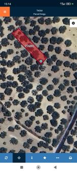 Yatırımlık Zeytinlik