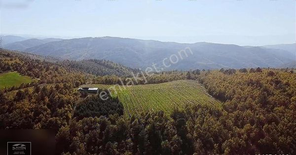 Iznik Hacıosman Mh De Gelir Getiren Yabanmersini Tarlası