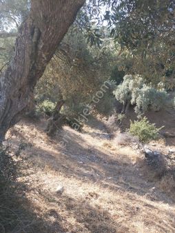 Kisirde Satılık Zeytin Bahçesi