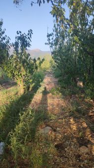 İzmir Zirve’den Ayrancılarda Satılık 250 M2 Bahçe