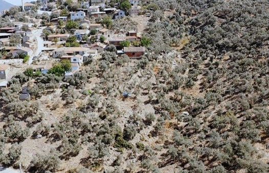 Şahin Gayrimenkul Den Alaylı Köyünde Satılık Zeytinlik