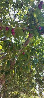 Tecirli'de Güzel Kayısı Bahçesi