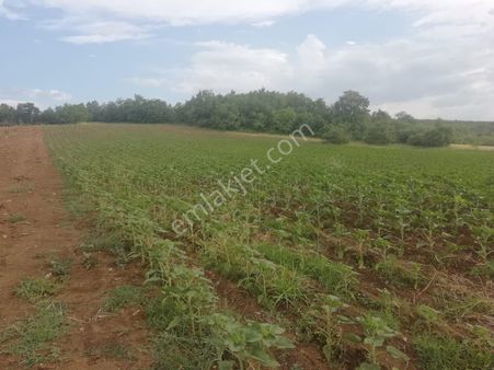 Kaçmaz Emlak Yenişehir Mahmudiye Köyü Mah Satılık Kelepir Tarla Ceviz Bahçesi
