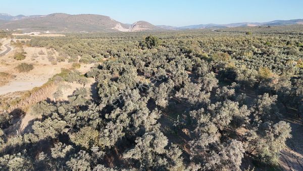 Havran Mescit Mahallesinde Satılık 6 Dönüm Zeytinlik