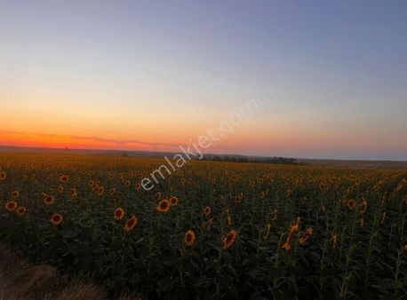 Tekirdağ Hayrabolu Emir Yakupta 13 Dönüm Arazi