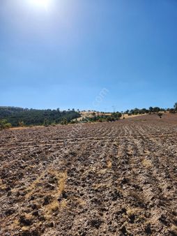 Uşak Merkez Pacacılar Mah. 8273 M2 Tarla Düz Zemın Ekilir Biçilir Tarla