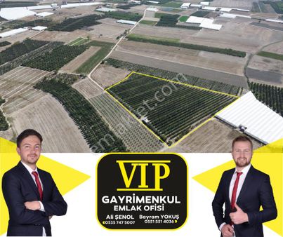 Vip Gayrimenkul'den Eymir Mah. 24.738m² Yetişkin Elma Bahçesi