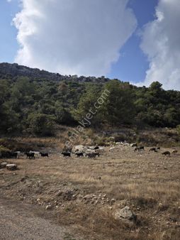 Yatırımlık Fırsat Yenişehir Değirmençay Da 5600 M2