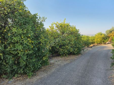 Aslan'dan Elvanlı'da 4.152 M2 Yetişmiş Limon Bahçesi